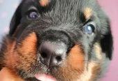 كلب روت وايلر الماني بيور Rottweiler puppies male & female