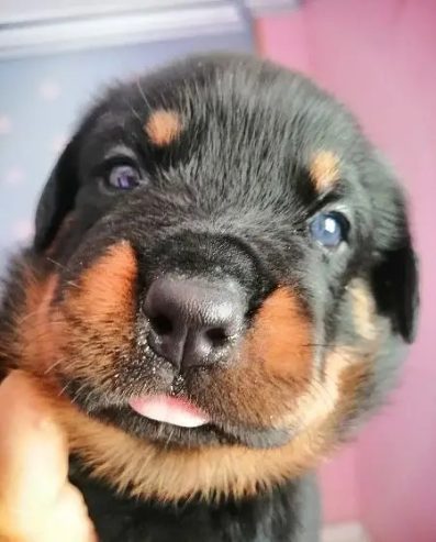 كلب روت وايلر الماني بيور Rottweiler puppies male & female