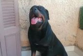 كلب روت وايلر الماني بيور Rottweiler puppies male & female