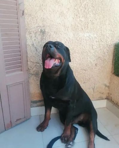 كلب روت وايلر الماني بيور Rottweiler puppies male & female