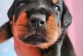 كلب روت وايلر الماني بيور Rottweiler puppies male & female