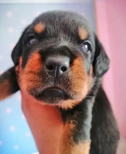 كلب روت وايلر الماني بيور Rottweiler puppies male & female