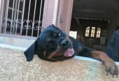 كلب روت وايلر الماني بيور Rottweiler puppies male & female