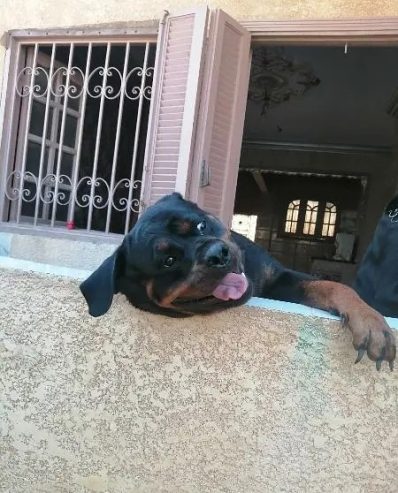 كلب روت وايلر الماني بيور Rottweiler puppies male & female