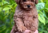 amazing Toy Poodle imported parents