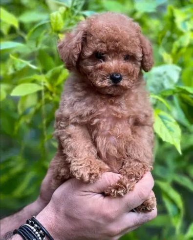 amazing Toy Poodle imported parents