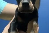 doberman دوبرمان