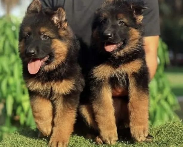 جيرمن شيبرد German shepherd puppy showline long hair pure بيور 100%