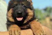 جيرمن شيبرد German shepherd puppy showline long hair pure بيور 100%