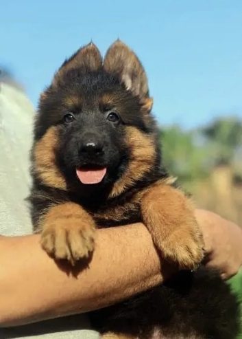 جيرمن شيبرد German shepherd puppy showline long hair pure بيور 100%