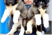 American Akita puppies imported from Russia with all documents passport + microchip + puppy card … Champion bloodline