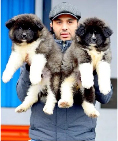 American Akita puppies imported from Russia with all documents passport + microchip + puppy card … Champion bloodline