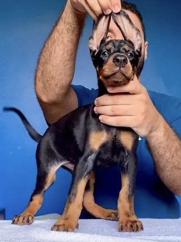 doberman دوبرمان