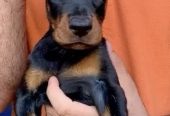 doberman دوبرمان