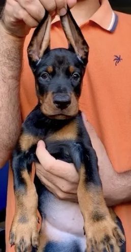 doberman دوبرمان