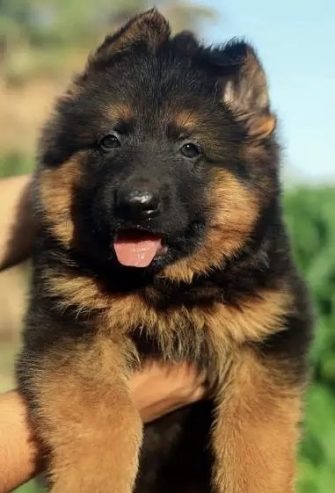 جيرمن شيبرد German shepherd puppy showline long hair pure بيور 100%