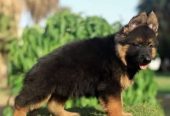 جيرمن شيبرد German shepherd puppy showline long hair pure بيور 100%