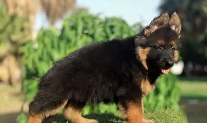 جيرمن شيبرد German shepherd puppy showline long hair pure بيور 100%