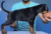 doberman دوبرمان