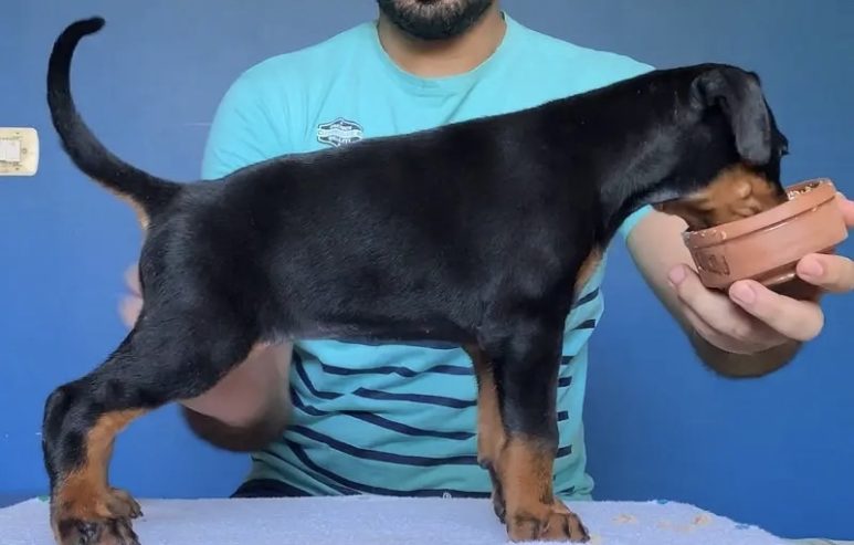 doberman دوبرمان