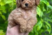 amazing Toy Poodle imported parents