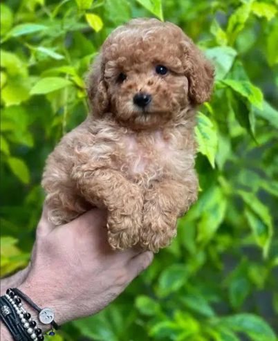 amazing Toy Poodle imported parents