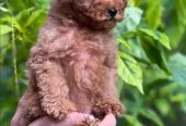 amazing Toy Poodle imported parents