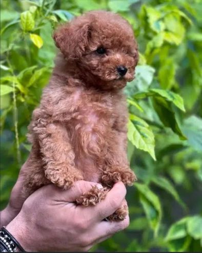 amazing Toy Poodle imported parents