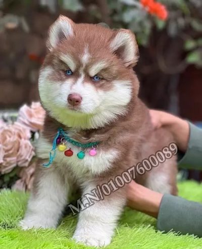 اجمل جراوي هاسكي وألاسكا ماليموت دباديب husky pure