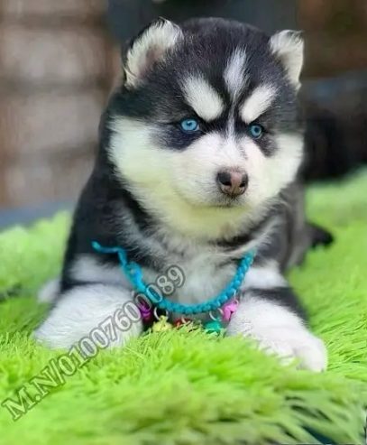 اجمل جراوي هاسكي وألاسكا ماليموت دباديب husky pure