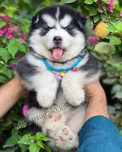 اجمل جراوي هاسكي وألاسكا ماليموت دباديب husky pure