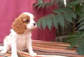 Imported Cavalier King charles Dog – Bi-Color