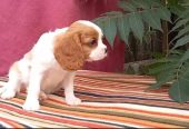 Imported Cavalier King charles Dog – Bi-Color