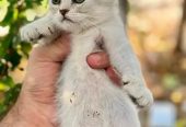 Female Scottish Fold Silverقطه للبيع