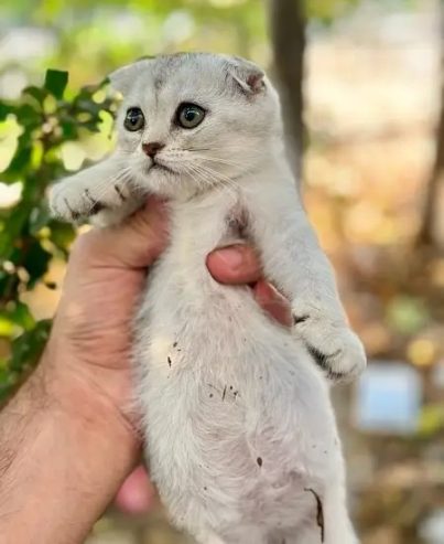 Female Scottish Fold Silverقطه للبيع