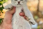 Female Scottish Fold Silverقطه للبيع