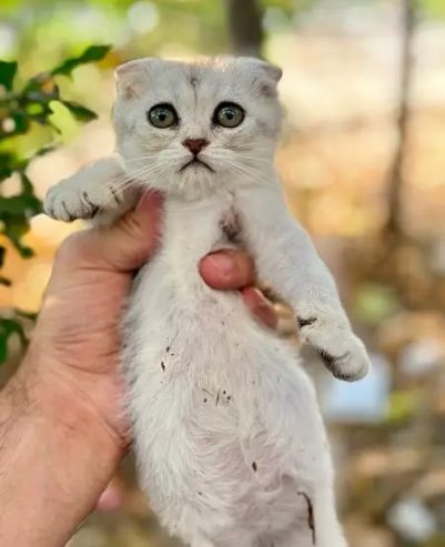 Female Scottish Fold Silverقطه للبيع