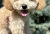 Miniature Poodle Dog for Sale – With All Documents