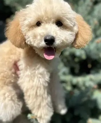 Miniature Poodle Dog for Sale – With All Documents