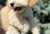 Miniature Poodle Dog for Sale – With All Documents