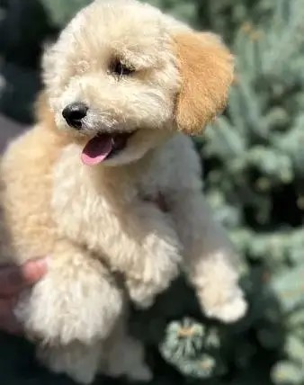 Miniature Poodle Dog for Sale – With All Documents