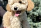 Miniature Poodle Dog for Sale – With All Documents