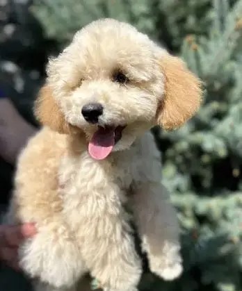 Miniature Poodle Dog for Sale – With All Documents