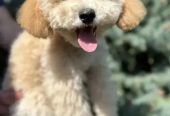 Miniature Poodle Dog for Sale – With All Documents