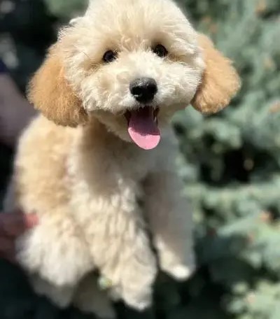 Miniature Poodle Dog for Sale – With All Documents