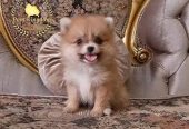 pomeranian teacup – بومرينيان