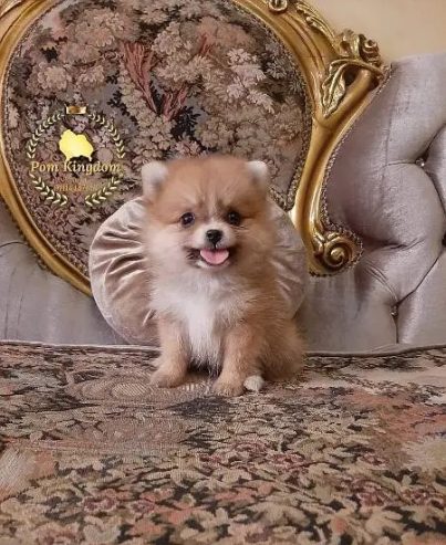 pomeranian teacup – بومرينيان