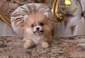 pomeranian teacup – بومرينيان