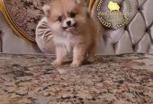 pomeranian teacup – بومرينيان