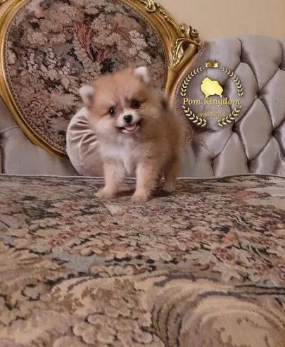 pomeranian teacup – بومرينيان